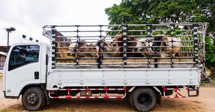 Karnataka Police open fire at cattle transporter in Karnataka