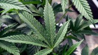 Cops: Suffolk CBD purveyor's 4 stores shut down over alleged illegal weed sales
