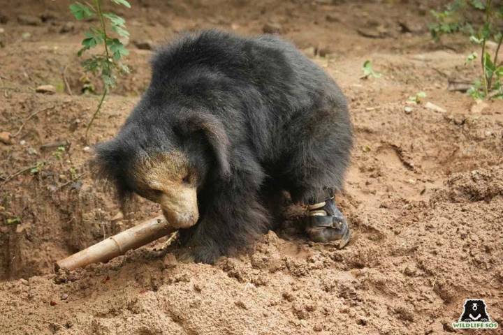 Vasi the Sloth Bear First of His Species to Get a Prosthetic Leg