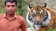 Forest watcher killed in tiger attack in Pathanamthitta