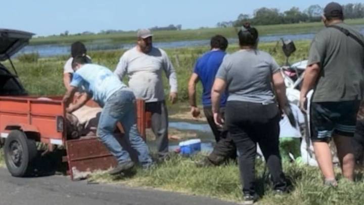 Volcó un camión con cerdos en la ruta 7: los vecinos desataron el caos y se llevaron todos los animales