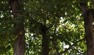 El árbol que fue sellado para detener las misteriosas muertes en la vía de Barrancas del Orinoco