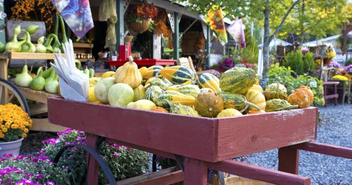 Exploring the many flavors of Winter Squash