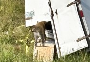 Escapan tres monos de laboratorio en Misisipi, descartan que traigan alguna infección