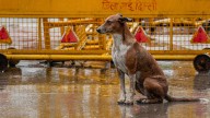 Maharashtra news: 3-year-old girl brutally mauled to death by pack of stray dogs