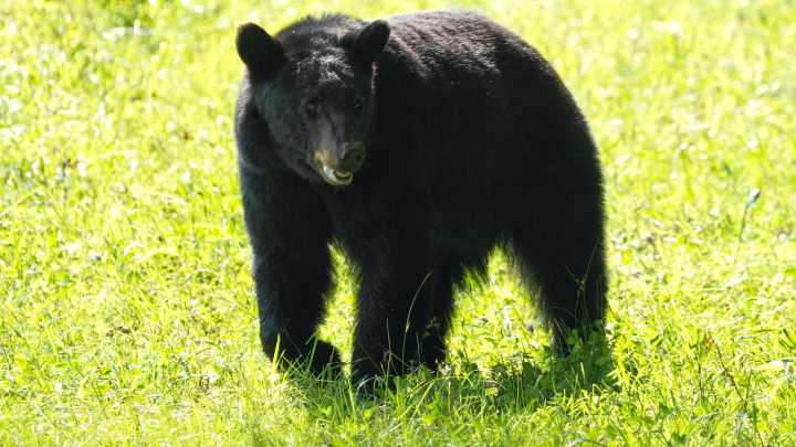 What to do if you encounter black bears in Tennessee