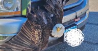 Bald eagle stuck in truck grille rescued by DNR