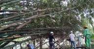 Más de 400 árboles han sido intervenidos en una capital del Eje Cafetero por mantenimiento de guaduales