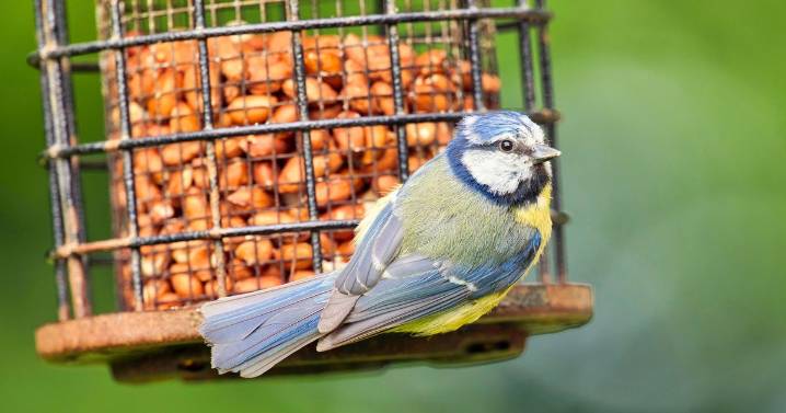 RSPB urges people with bird feeders to avoid common nut that can be deadly