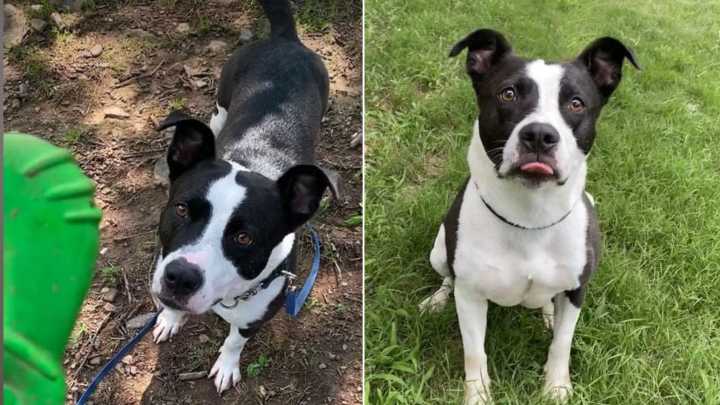 Arkansas Dog Tears Hearts Apart After Spending Over 700 Days Waiting For A Family