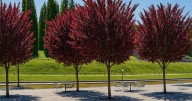 Especial para casas chicas: el árbol que no levanta el piso con las raíces, ofrece frutas en verano y aguanta la sequía
