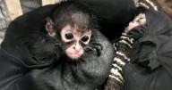 Poachers are killing families of spider monkeys, kidnapping their babies and selling them to Americans on social media