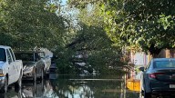 Lluvias derrribaron árbol en la Villa Hermosa