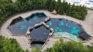 Animal rights advocates urge Ontario to seize belugas, fearing Marineland will euthanize them