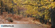 El bosque de Ávila para una escapada perfecta en otoño y con un árbol centenario