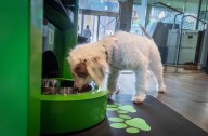‘Automated Treat Machine’: Bank debuts free dog ATM at Boston location