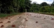 Red crabs migrate on Christmas Island in mass spectacle