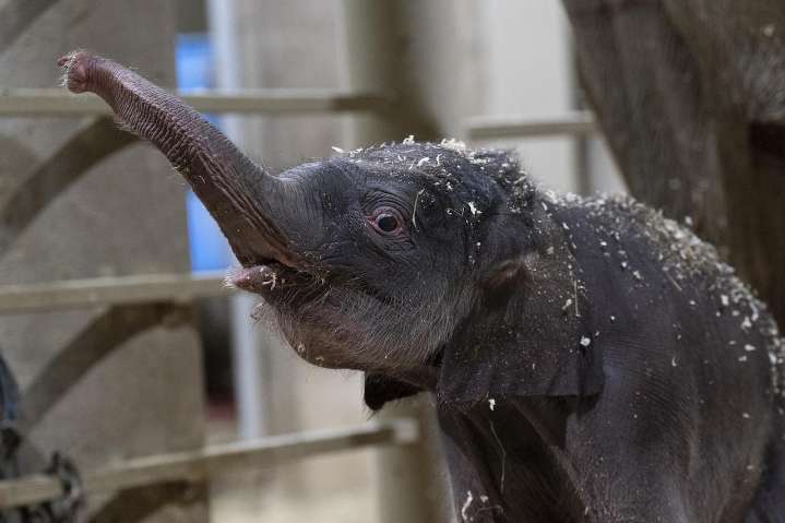 Asian elephant calf born at Ohio zoo