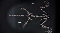 La Rioja: encontraron restos fósiles de un dinosaurio que vivió hace más de 230 millones de años