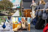 Wild LI high school-turned-animal sanctuary has pack of dogs, peacocks strutting around campus: 'Reason why I wanted to come here'