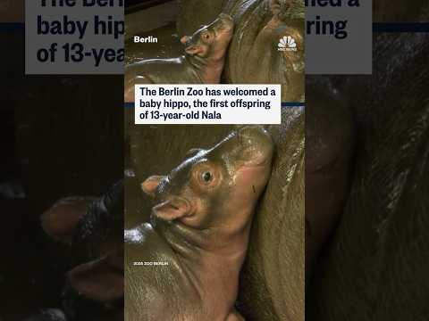 The Berlin Zoo has welcomed a baby hippo, the first offspring of 13