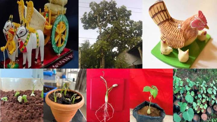 Researchers boost Telangana’s Poniki tree germination with new technique