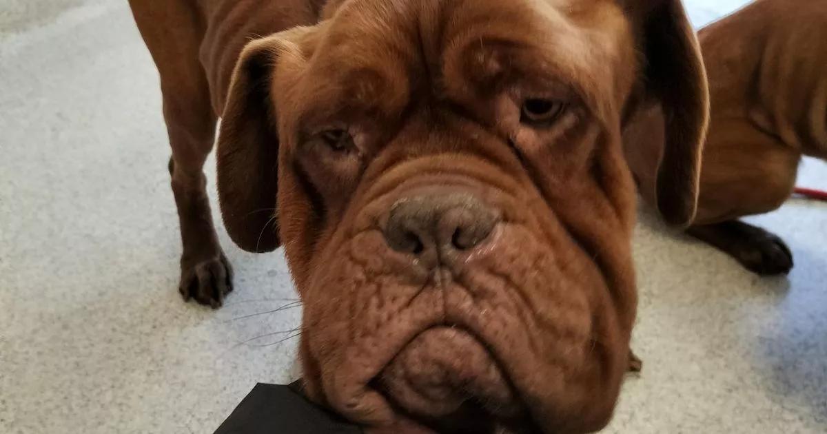 Cruel Cambuslang man starved dog to death as pair found emaciated in kennel full of faeces
