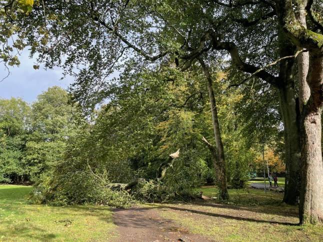 Chainsaw-wielding worker clearing roads during Storm Amy ‘pushed into ditch’ by driver
