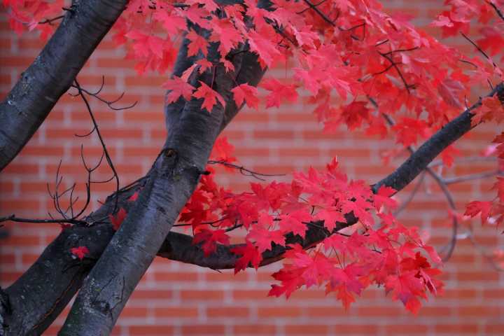 Vivid red for fall