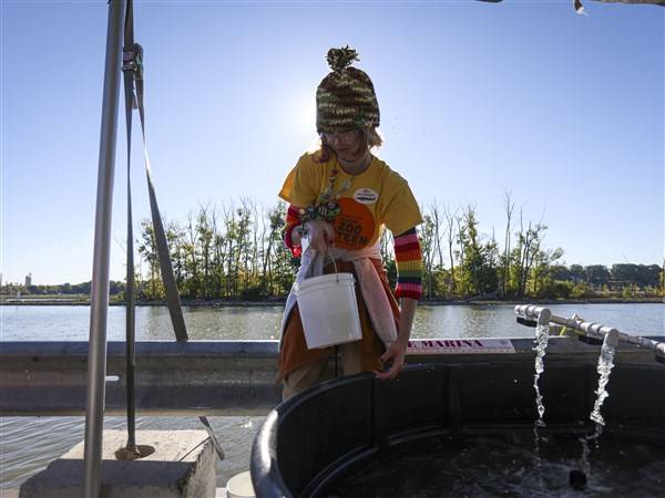 Sturgeon introduced to new home off Toledo boat ramp as part of annual festival
