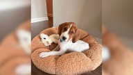 Dog Mom In Maryland Says Goodbye And Then Sees Her “Euthanized” Pup Listed Online