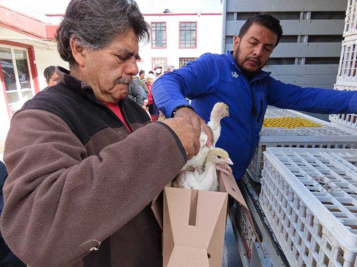 Canalizan 70 paquetes de animales de traspatio en Texcoco