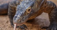 6-foot Komodo dragon is zoo's first in 12 years