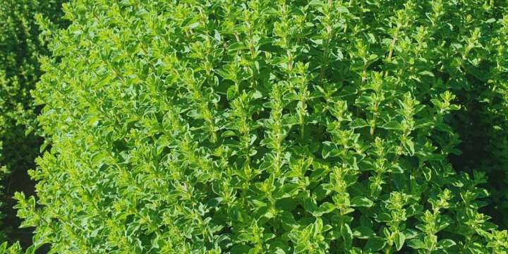 De los campos de San Carlos al mundo: el orégano mendocino estrena sello de identidad