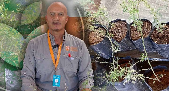 Reforestarán sur de Hermosillo con árboles nativos en Día de la Ecología; van más de 550 árboles plantados en 2025