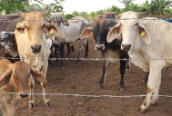 Detectan nuevo caso de gusano barrenador en el ganado en el estado mexicano de Nuevo León