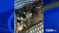 Kittens abandoned at Saraland Animal Shelter