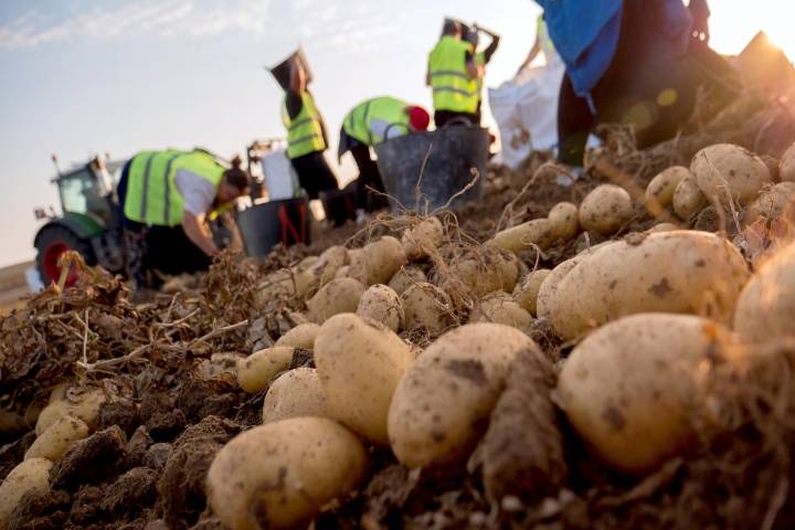 Mercadona comercializa 2.800 toneladas de patata de Castilla