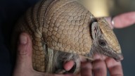 Armadillos are invading Indiana farms, homes and native species