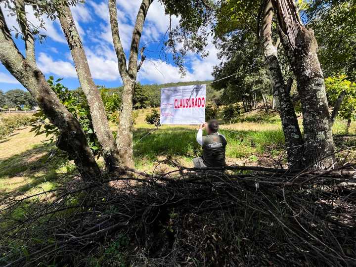 Clausuran zona de la Reserva de la Biosfera Mariposa Monarca por cambio de uso de suelo ilegal