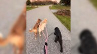 Florida Dog Adopted For $10 Reveals Unexpected Struggles On His Daily Walks