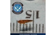 Detecta CBP una plaga nunca antes vista en Estados Unidos