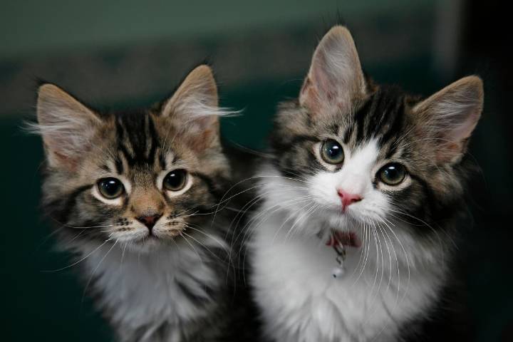 Pet owners being hit by excessive bills from vet chains says CMA