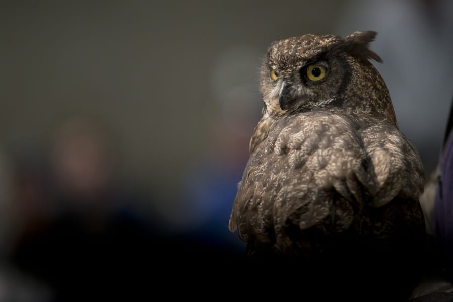 Try This: BirdFest & Bluegrass, Pumpkin Pageant, Vintage and Antique Flea Market