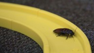 Mujer quería quemar a una cucaracha y acabó matando a su vecina
