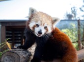 Red pandas get new lease on life in the Hunter