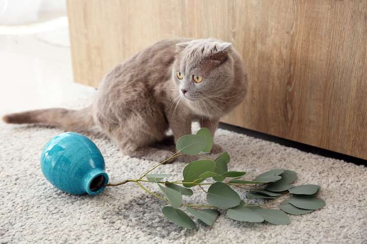 Miss Manners: I was so nauseating by friend’s litter box situation I cut my trip several days short
