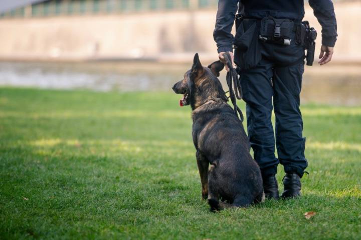 Officer injures shoulder tackling suspect; K9 helps take him into custody