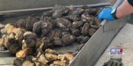 Oyster season opens strong in Mississippi
