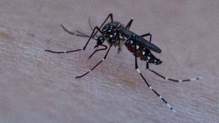Dengue: se detectó la presencia del mosquito en tres barrios de la ciudad de Santa Fe